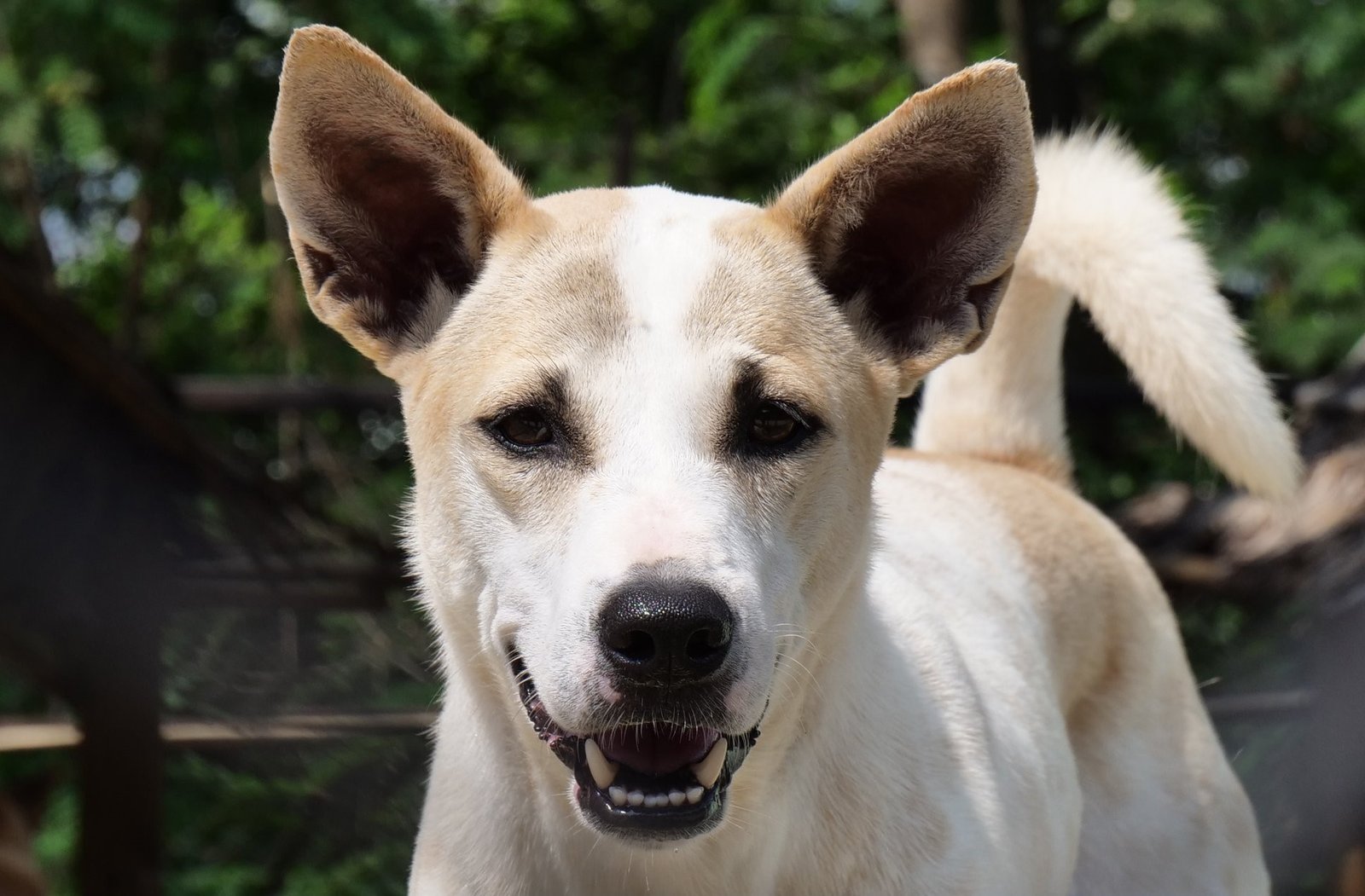 Junior, a long-time sanctuary resident
