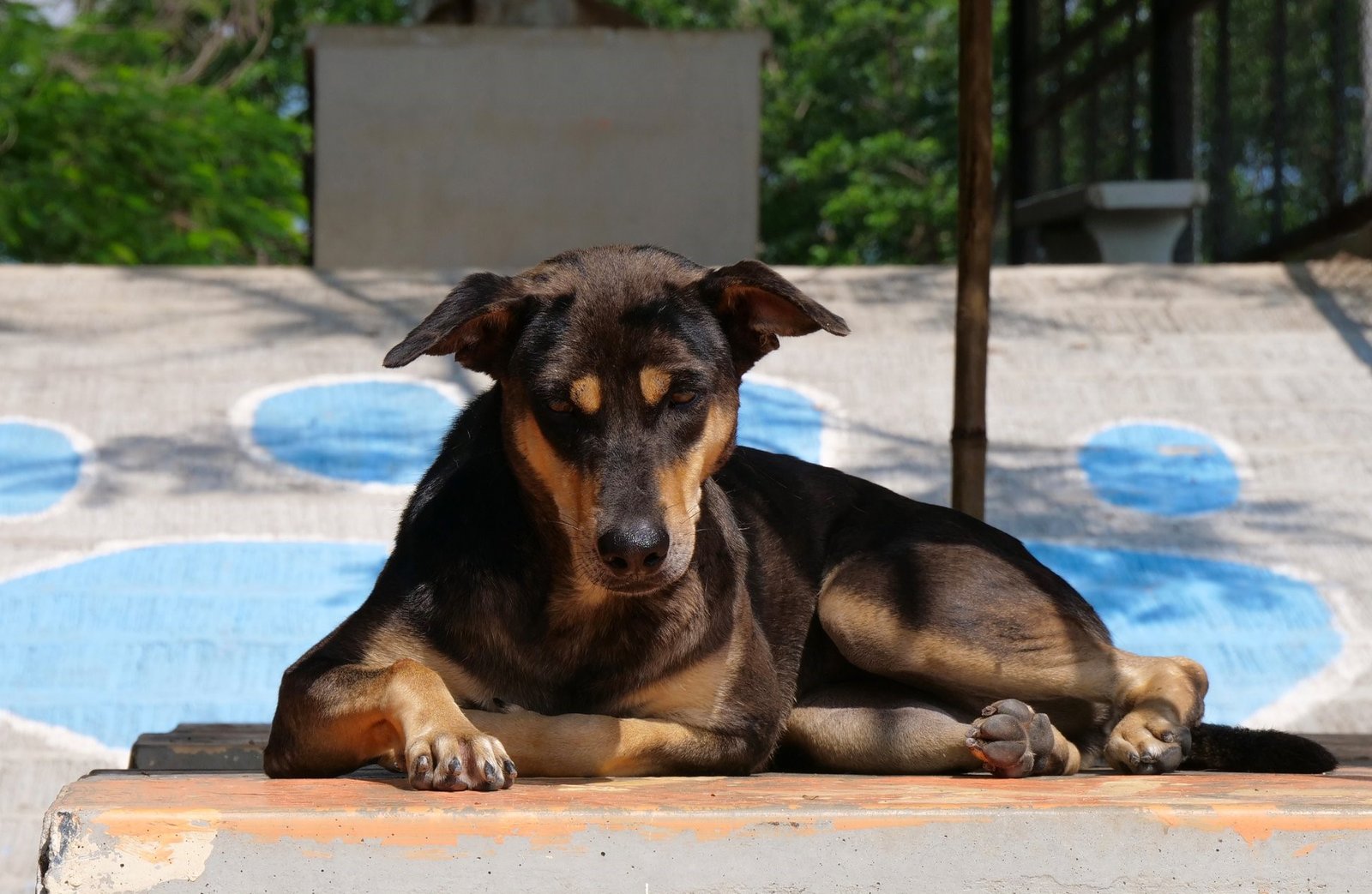 Lulu, rescued as a puppy