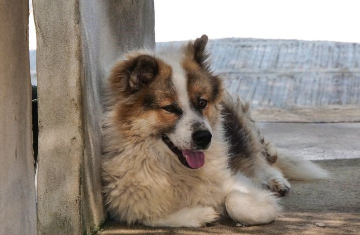 Marky, a rescued dog