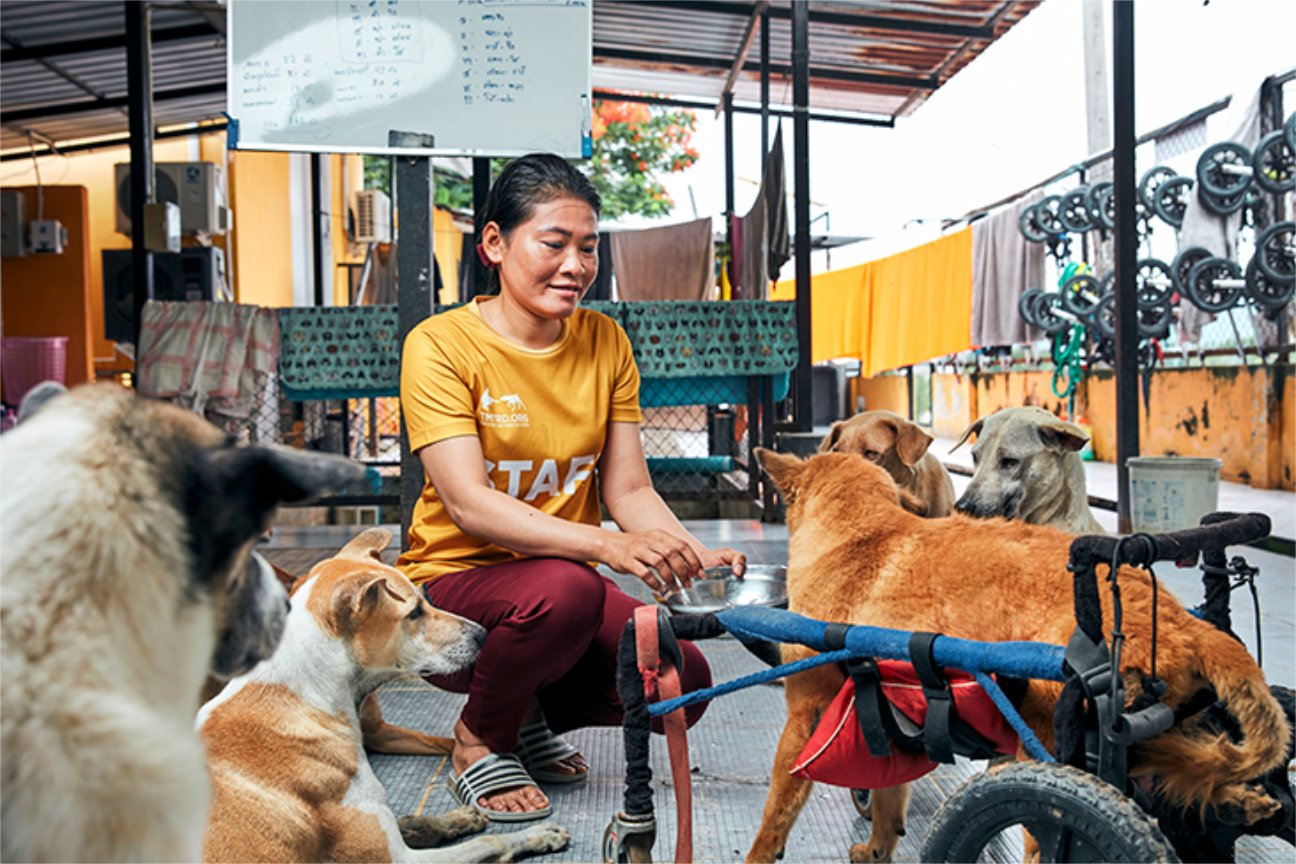 Dogs resting in the sanctuary’s special-needs care unit