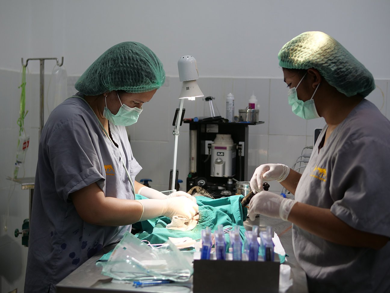 A spay-and-neuter procedure underway at the clinic
