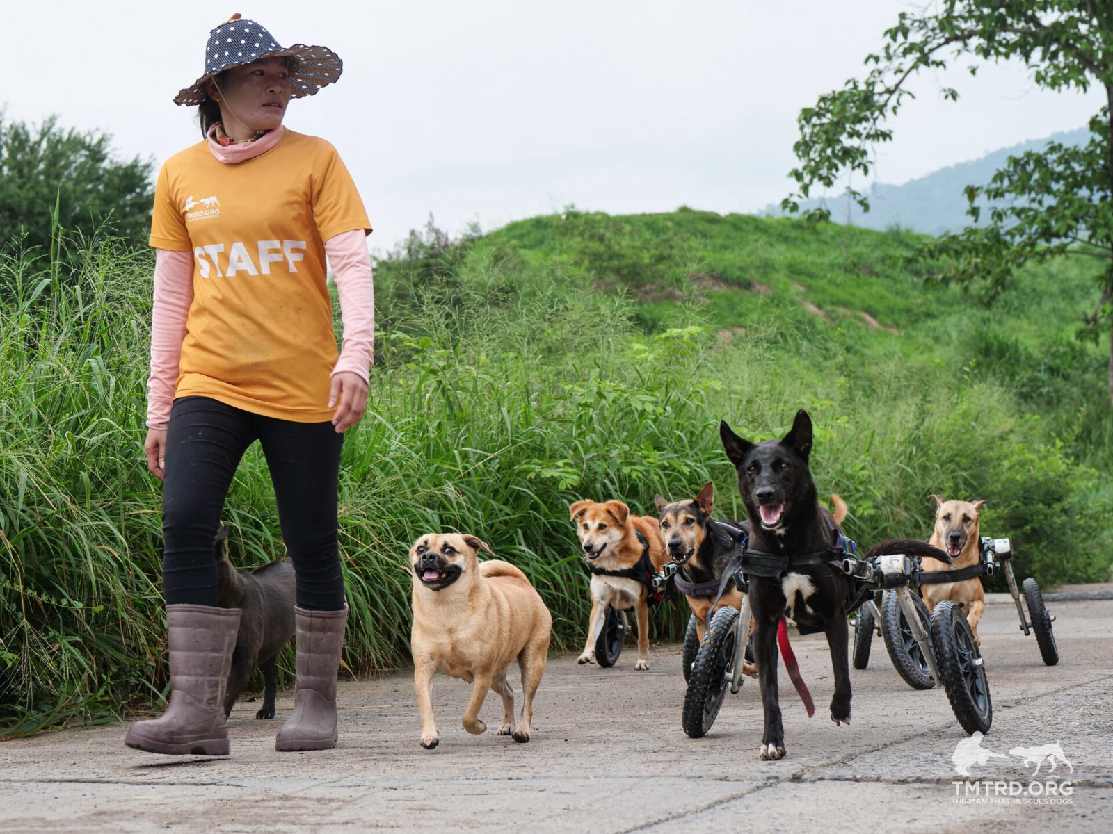 Rescued dogs lined up in their wheelchairs, the Wheelchair Mafia